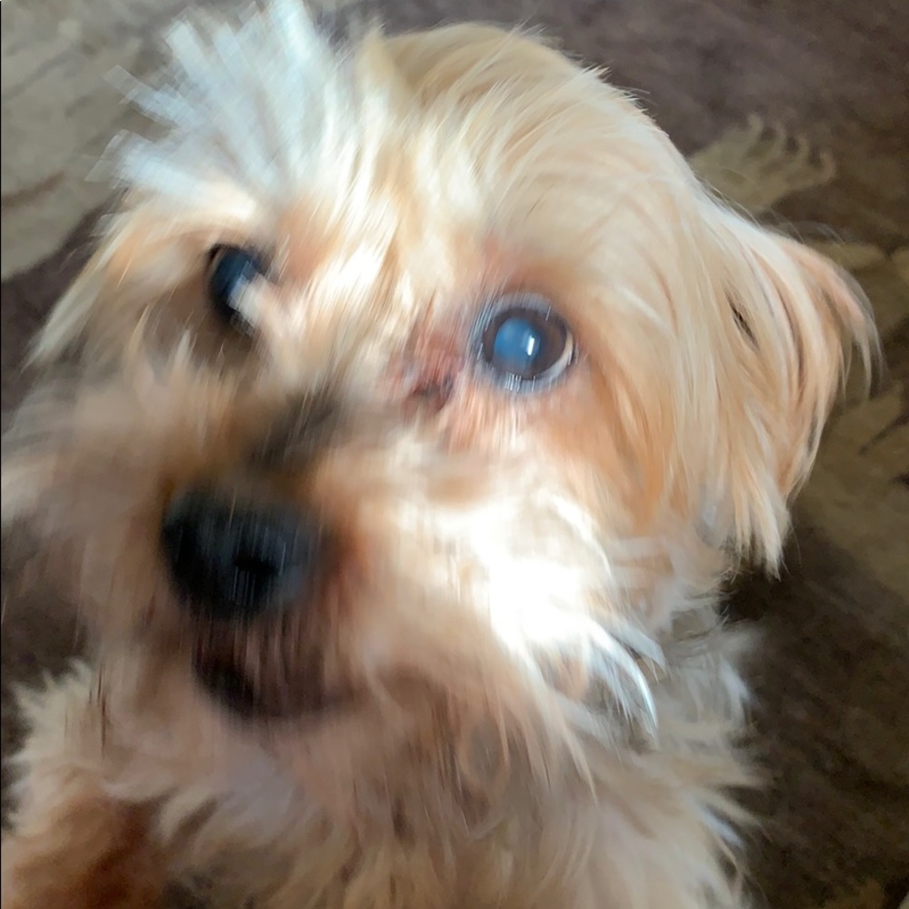 Meet your Posher, Elizabeth